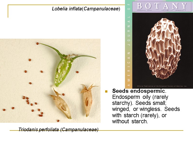 Seeds endospermic. Endosperm oily (rarely starchy). Seeds small; winged, or wingless. Seeds with starch